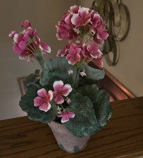 Pink white geranium for sale  Iron Mountain