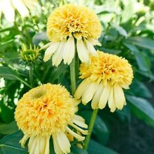 Lemon drop coneflower for sale  Ravensdale