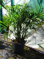 4.5ft inc. pot for sale  OXFORD
