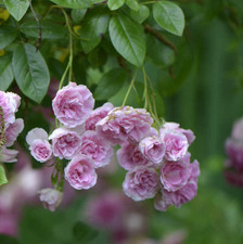 Live plant heirloom for sale  Deville