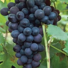 Grapes thomcord seedless for sale  Miami