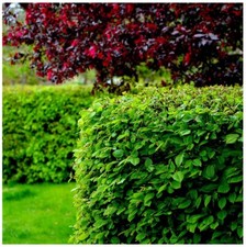Hornbeam 2ft hedging for sale  NEWTOWNARDS