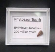 Fossil phytosaur tooth for sale  WREXHAM