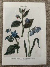Antique 1912 wildflower for sale Antique 1912 wildflower for sale  TORRINGTON