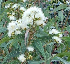 Eucalyptus eximia ssp. for sale  Fort Bragg