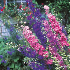 Larkspur seeds 200. for sale  NOTTINGHAM