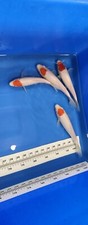 Imported live koi d'occasion  Expédié en Belgium