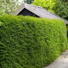 Taxus baccata common for sale  SOUTHAMPTON