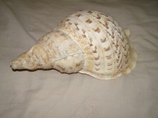 conch shell horn for sale conch shell horn for sale Saint Peters