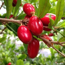Miracle berry bush for sale  Saylorsburg