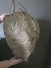 wasp nest for sale wasp nest for sale White Pine
