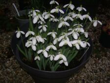 Perce neige galanthus d'occasion  Bois-Guillaume