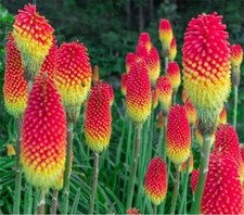 Kniphofia red hot for sale  GRIMSBY