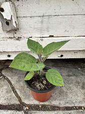 4xgolden berry nursery for sale  San Francisco