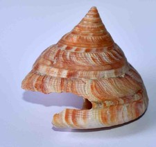 Hirasei 69.80mm pleurotome d'occasion  Expédié en Belgium