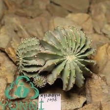 Pianta rara succulenta usato  Spedire a Italy