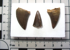 Cretaceous mosasaur tooth for sale Cretaceous mosasaur tooth for sale  WAKEFIELD