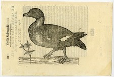 Usado, Estampa antiga-ANIMAL-PÁSSARO-PATO-ANAS INDICA-Coriolano-1599 comprar usado Usado, Estampa antiga-ANIMAL-PÁSSARO-PATO-ANAS INDICA-Coriolano-1599 comprar usado  Enviando para Brazil