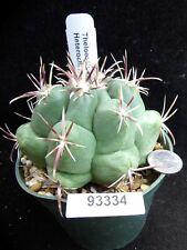 Thelocactus heterochromus larg for sale  Lakeport