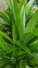 Pandan fragrant leaves for sale  Vero Beach