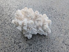 Branche corail blanc d'occasion  Bernay