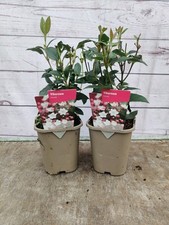 Viburnum tinus pretty for sale  HARLOW
