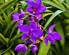 Grapette purple ground for sale  Wauchula