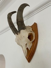 Moutain goat horns for sale  SOUTHEND-ON-SEA