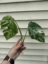 monstera variegated for sale monstera variegated for sale Campbellsville