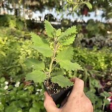 Iboza tetradenia riparia for sale  Spartansburg