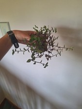 potted house plants for sale potted house plants for sale CHELTENHAM