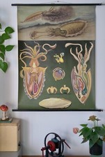 Vintage schulwandkarte ktopus gebraucht kaufen  Deutschland