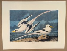 Audubon birds print for sale  HULL