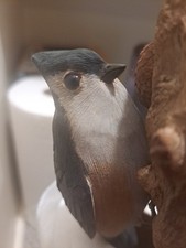 Signed vintage bird for sale  Plymouth