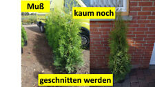 Neuheit thuja ccidentalis gebraucht kaufen  Saterland