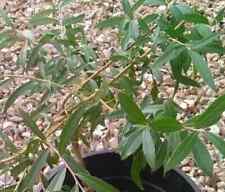 Weeping willow tree for sale  GLOUCESTER