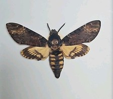 insect collection for sale insect collection for sale Annapolis