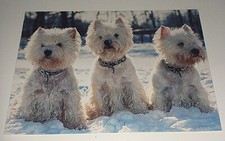 West highland terrier gebraucht kaufen  Haßmersheim