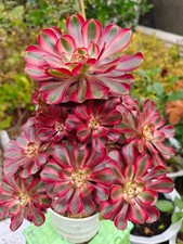 Aeonium chanel rooted for sale  LONDON