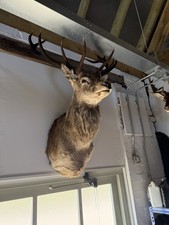 Royal red stag for sale  SOLIHULL