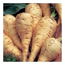 Parsnip guernsey 5 for sale  SALISBURY
