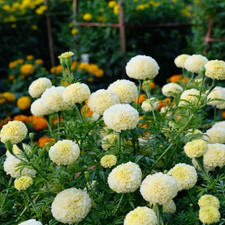 Tagetes kilimanjaro white gebraucht kaufen  Lauf a.d.Pegnitz