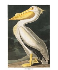 John audubon birds for sale  Ojai