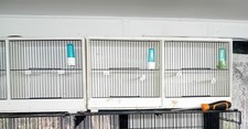 Birds double transport for sale  TELFORD