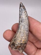 Huge afrovenator tooth for sale  MAIDSTONE