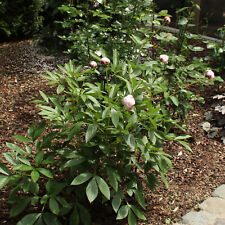 Pfingstrose paeonia shirley gebraucht kaufen  Mönchengladbach