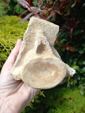 Fossil plesiosaur vertebrae for sale  WREXHAM