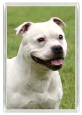 ÍMÃ DE GELADEIRA STAFFORDSHIRE BULL TERRIER CABEÇA DE CACHORRO BRANCO ARTE NOVIDADE ÓTIMO PRESENTE comprar usado  Enviando para Brazil