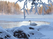 Cygnus Cygnus * Swan *  Schwan *  Singschwan     **    Postkarte  **   # 28 comprar usado  Enviando para Brazil