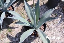 Fully rooted blue for sale  Fort Pierce